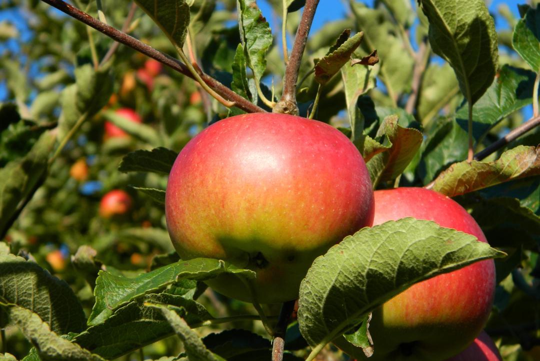 Ein Apfel im Fokus.