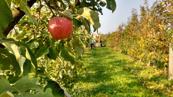 Ein Apfel im Fokus mit Oma im Hintergrund.